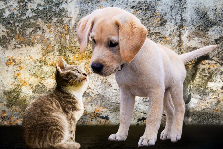 soins animaux
