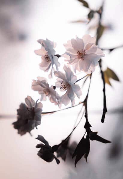 Anouck Trouilloud - Sens et Vibrations - Du Visible vers l'Invisible - Consultation Médiumnique