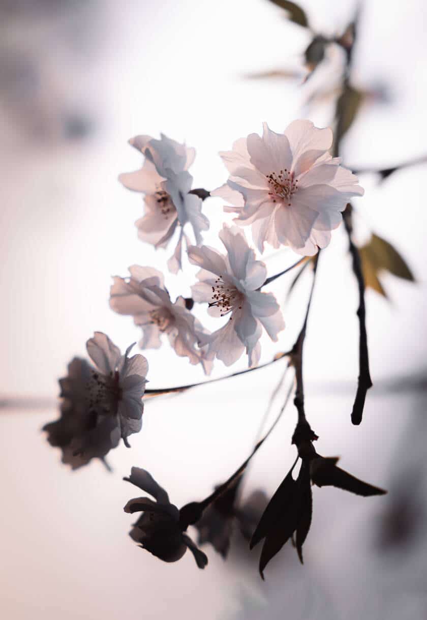 Anouck Trouilloud - Sens et Vibrations - Du Visible vers l'Invisible - Consultation Médiumnique